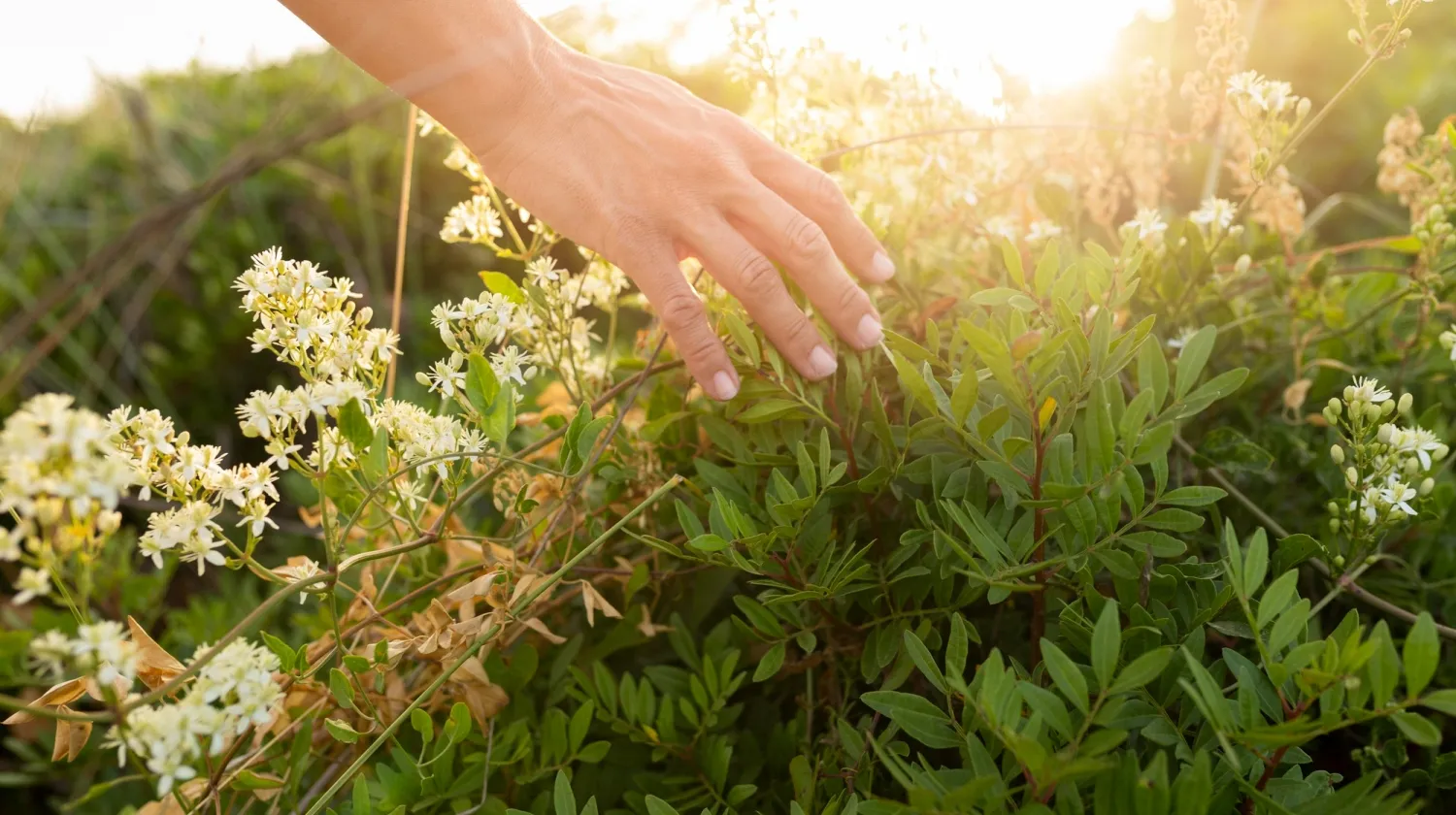 Curso de Magia Divina das 7 Ervas Sagradas